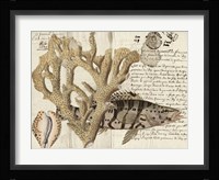 Sealife Journal II Fine Art Print