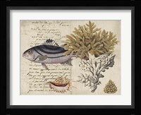 Sealife Journal III Fine Art Print