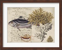 Sealife Journal III Fine Art Print