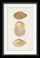 Antiquarian Shell Study I Fine Art Print