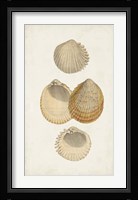 Antiquarian Shell Study II Fine Art Print