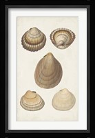 Antiquarian Shell Study III Fine Art Print