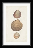 Antiquarian Shell Study IV Fine Art Print