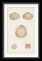 Antiquarian Shell Study V Fine Art Print
