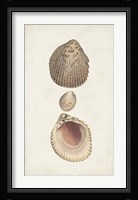 Antiquarian Shell Study VI Fine Art Print