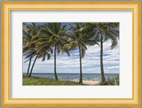 Beach Palms Fine Art Print