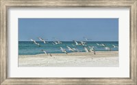 Beach Skimmers Fine Art Print