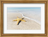 Star Fish Line of Surf Fine Art Print