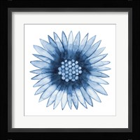 Blue Daisy Framed Print