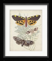 Butterflies & Ferns VI Fine Art Print