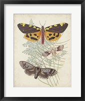 Butterflies & Ferns VI Fine Art Print