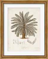 Antique Tropical Palm I Fine Art Print