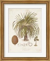 Antique Tropical Palm II Fine Art Print
