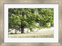 Tree in Summer Fine Art Print