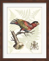 Regal Parrots I Fine Art Print