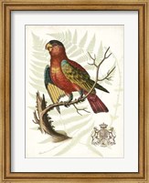 Regal Parrots II Fine Art Print