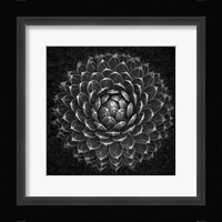 Agave Victoria Fine Art Print