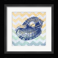 Sea Creatures -Shell II Framed Print