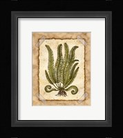 Fern 1 Fine Art Print