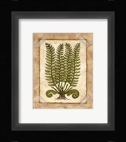 Fern 2 Framed Print