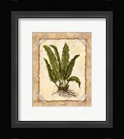 Fern 3 Framed Print