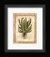 Fern 4 Framed Print