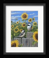 Chickadees And Sunflowers Fine Art Print