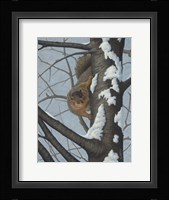 What's Going On - Fox Squirrel Fine Art Print