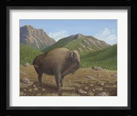 Bison Fine Art Print