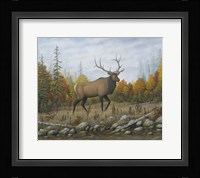 Autumn Elk Fine Art Print
