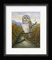 Barred Owl Fine Art Print