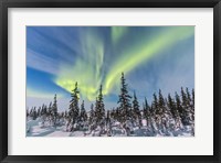 Aurora borealis over the Trees in Churchill, Manitoba, Canada Fine Art Print