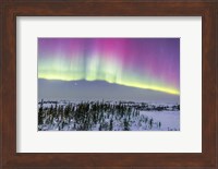 Pink Aurora over boreal forest in Canada Fine Art Print