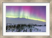Pink Aurora over boreal forest in Canada Fine Art Print