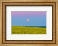Supermoon rising above a canola field in southern Alberta, Canada Fine Art Print