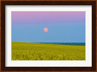 Supermoon rising above a canola field in southern Alberta, Canada Fine Art Print