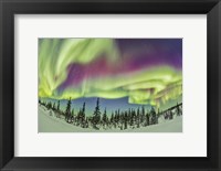 Aurora borealis over Churchill, Manitoba, Canada Fine Art Print