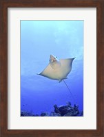 Spotted Eagle Ray Glides over the Wall, Grand Cayman Fine Art Print