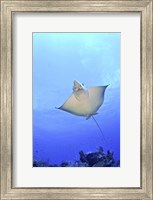 Spotted Eagle Ray Glides over the Wall, Grand Cayman Fine Art Print