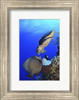 Hawksbill Sea Turtle and Gray Angelfish Fine Art Print