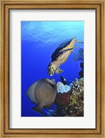 Hawksbill Sea Turtle and Gray Angelfish Fine Art Print