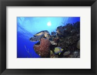 Hawksbill Sea Turtle eating, Castle Wall, Grand Cayman Fine Art Print