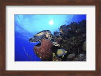 Hawksbill Sea Turtle eating, Castle Wall, Grand Cayman Fine Art Print