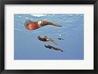 Reef Squid, USS Kittiwake, Grand Cayman Fine Art Print