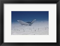 Spotted Eagle Ray Fine Art Print