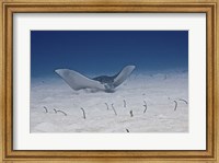 Spotted Eagle Ray Fine Art Print