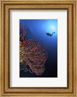 Gorgonian sea fan, Cayman Islands Fine Art Print