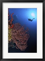 Gorgonian sea fan, Cayman Islands Fine Art Print