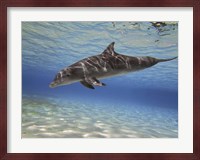 Bottlenose dolphin swimming the Barrier Reef, Grand Cayman Fine Art Print