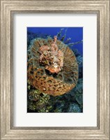 Scorpionfish hiding in a barrel sponge Fine Art Print